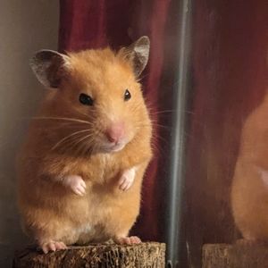 Meet your Posher, Elon